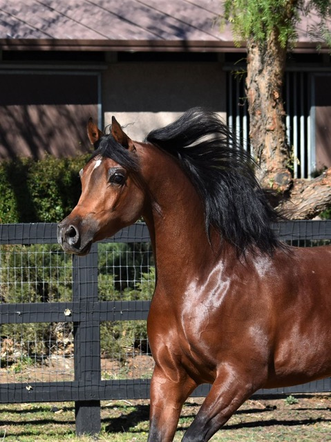 Culbreth Equine
