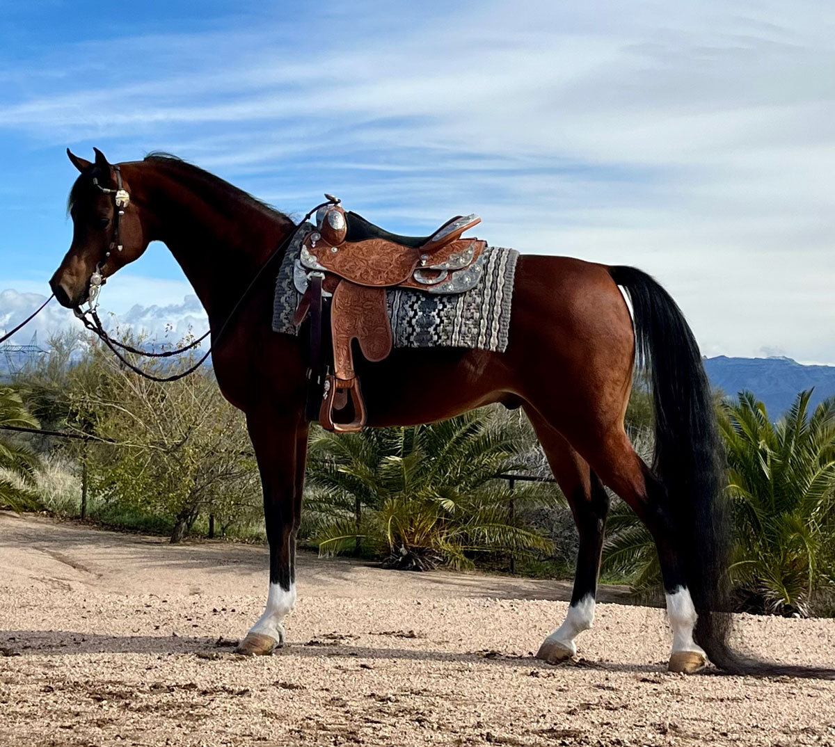 Culbreth Equine