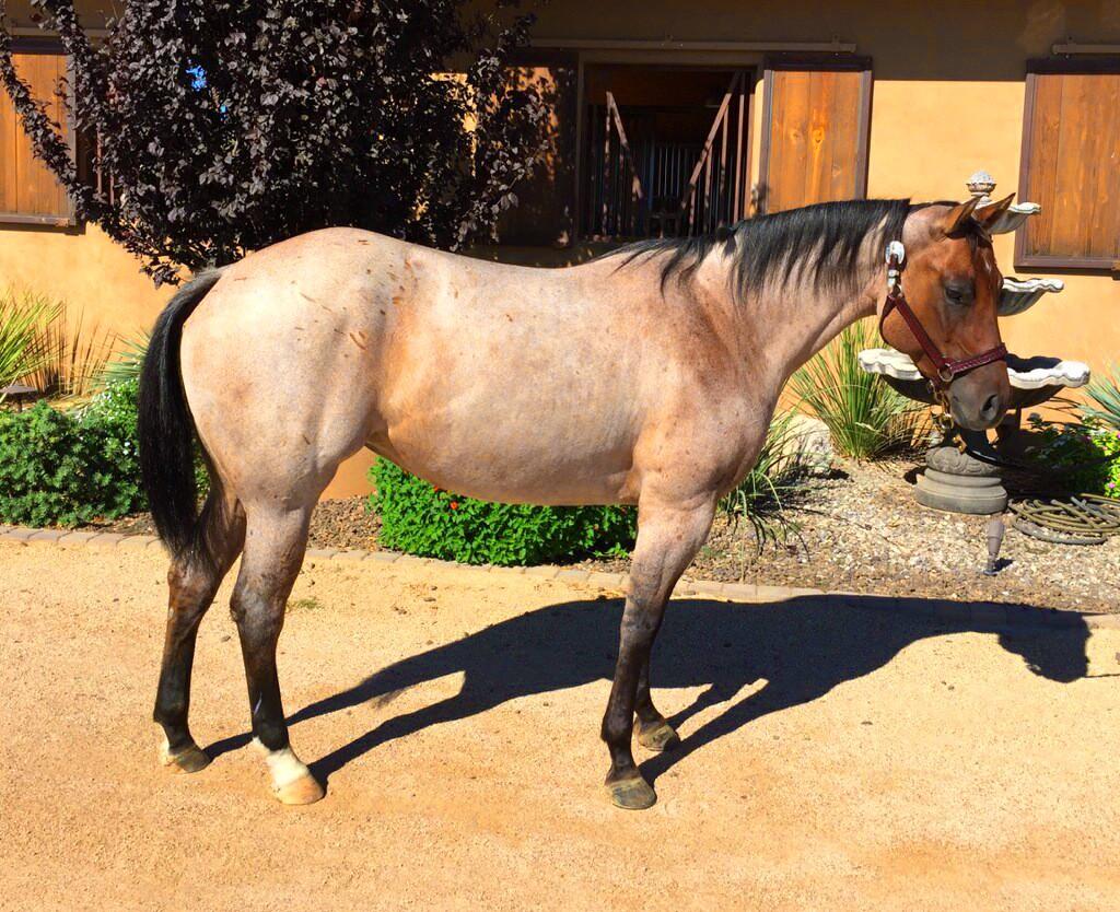 Culbreth Equine