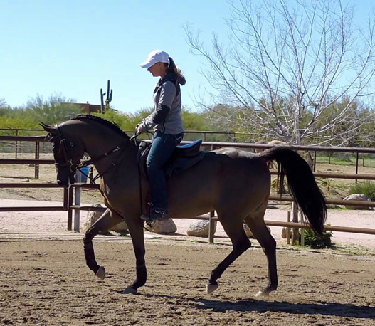 Culbreth Equine