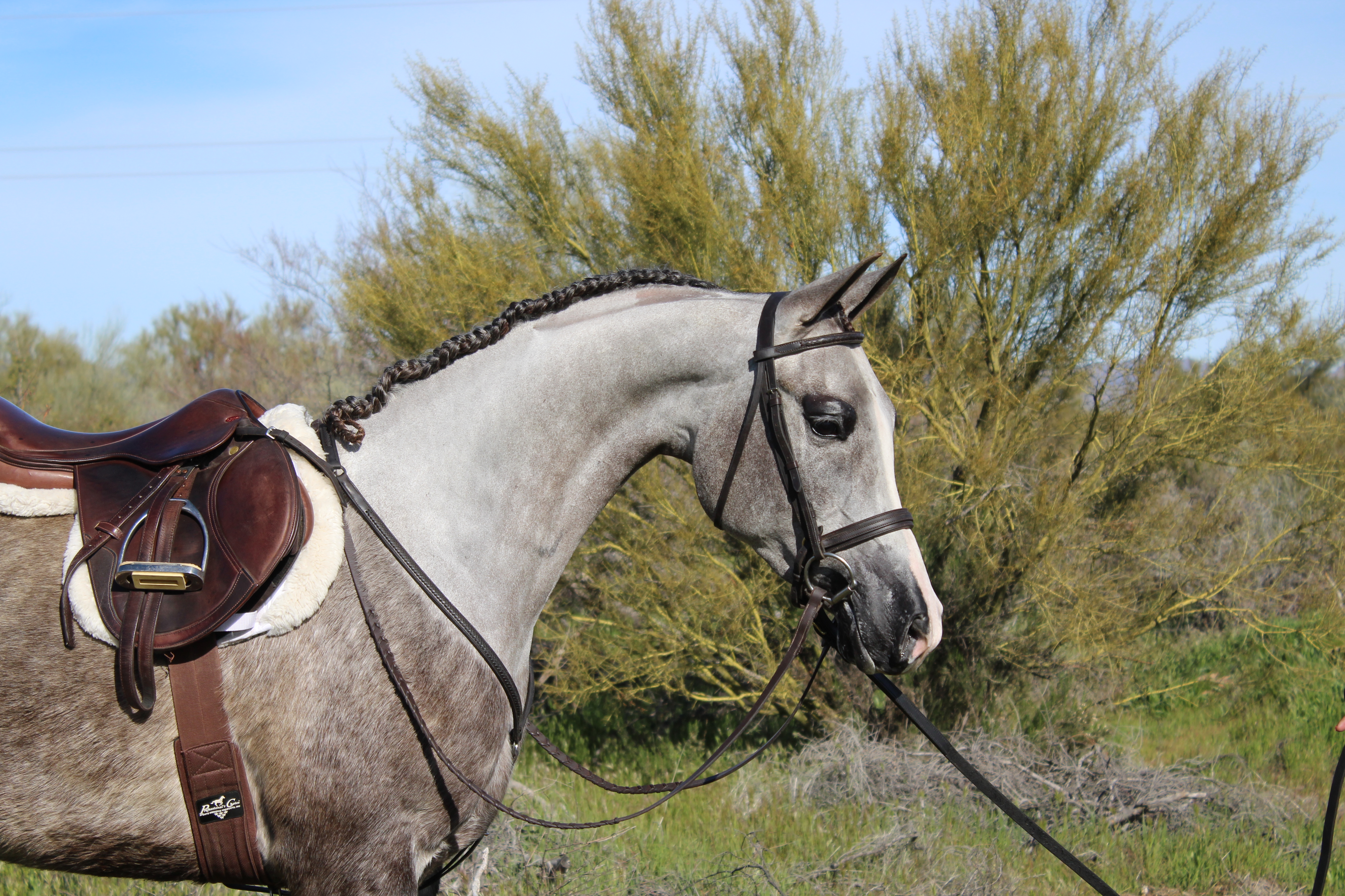 Culbreth Equine